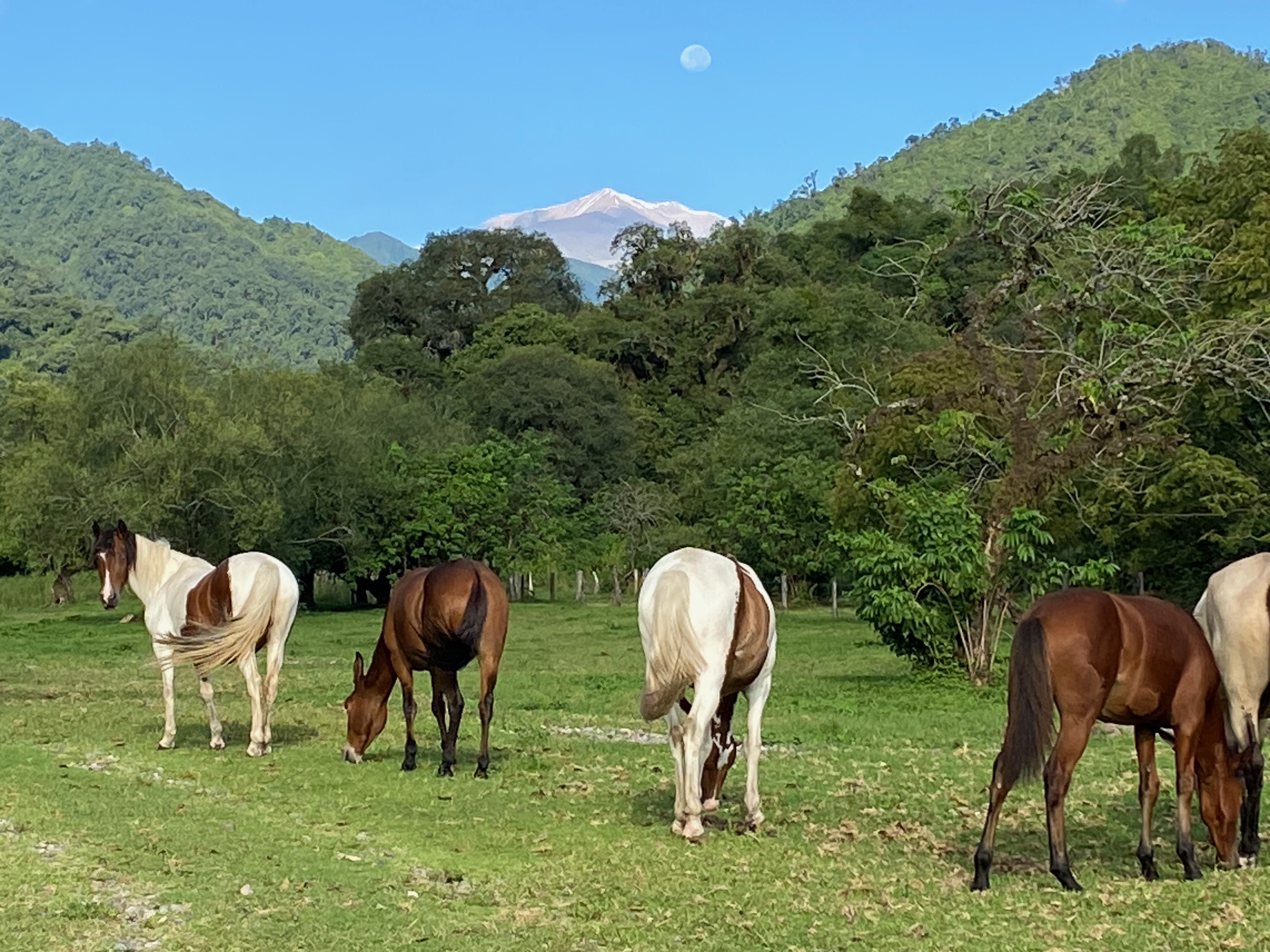 Four horses alternating between brown and white and brown standing in green grass in front of hills of green trees. A mountain emerges from behind the trees, capped with snow. The moon is visible off-center above the mountain.