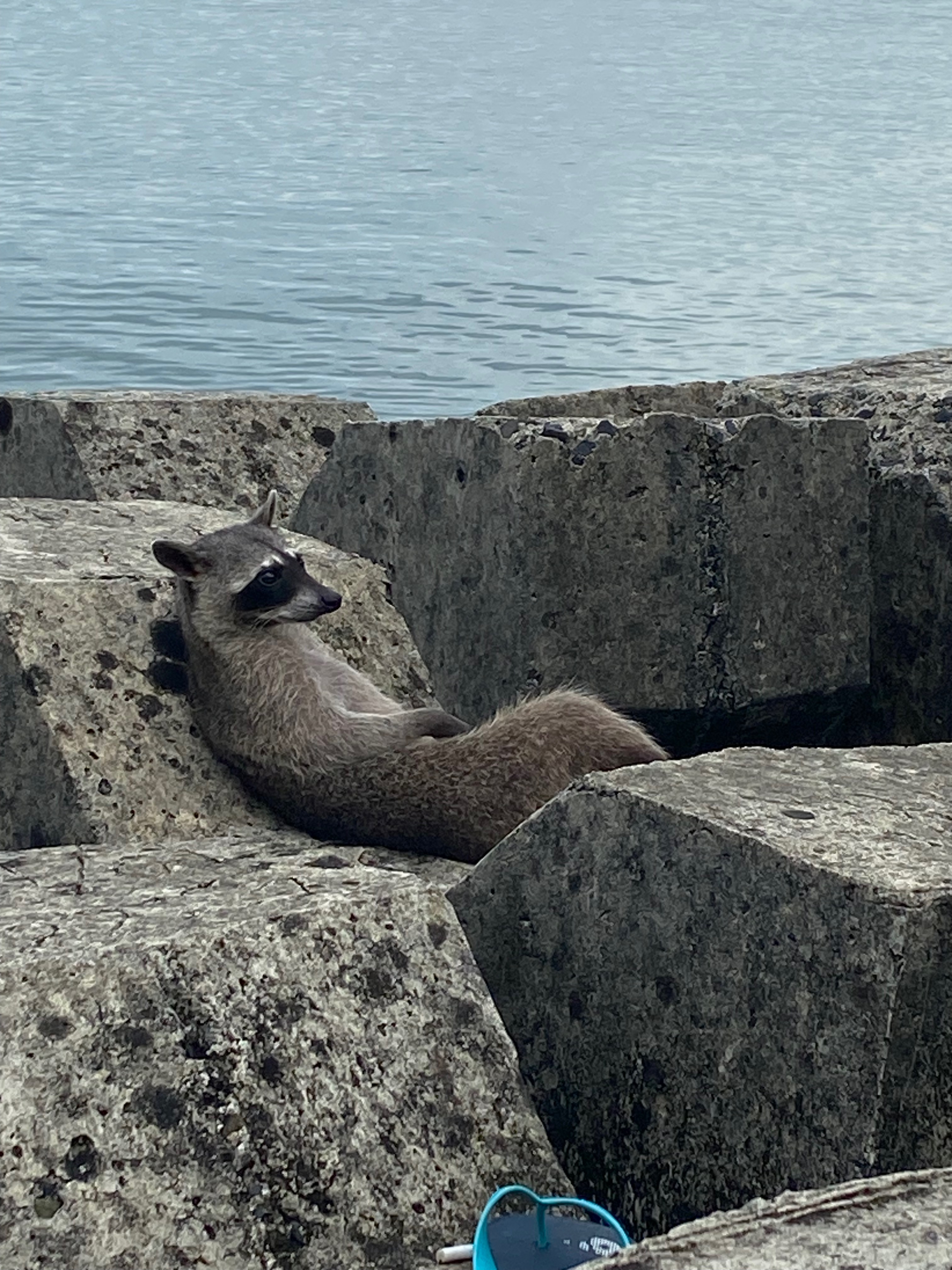 A Panamanian raccoon lounging among some rocks at a lake, as if they are slacking off from work without a worry in the world.