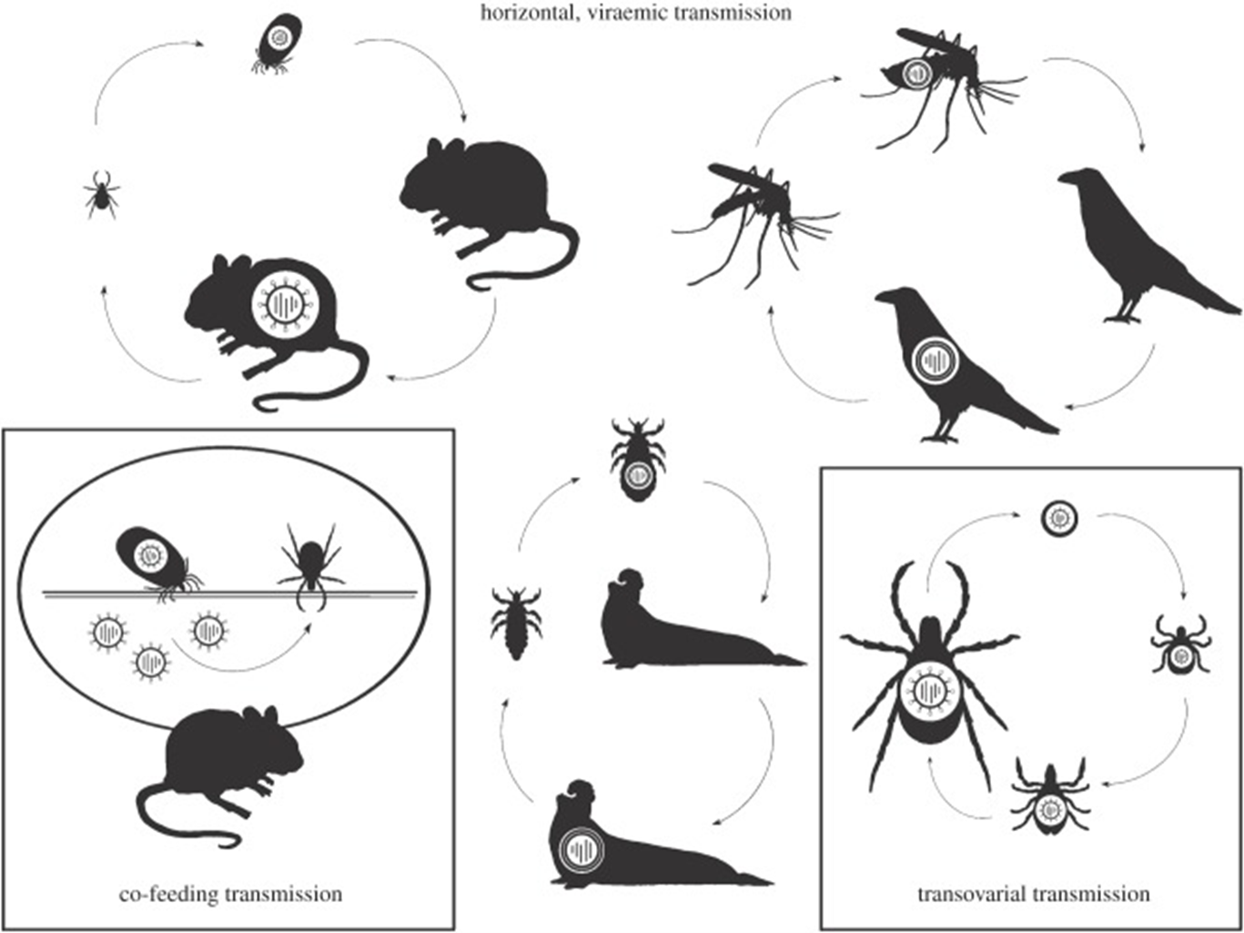 Arbovirus-life-cycles-from-Althouse-and-Hanley-2015.png